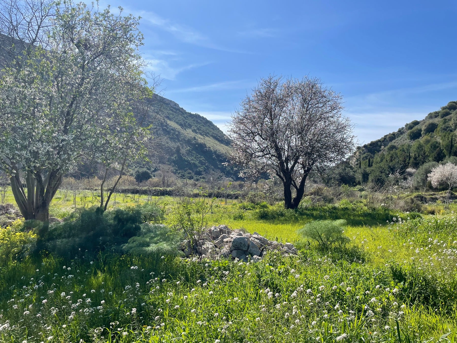 Almond trees in blossom in a green meadow below the hills